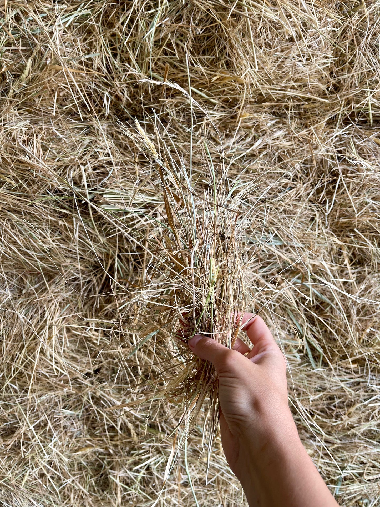 Pasture Hay