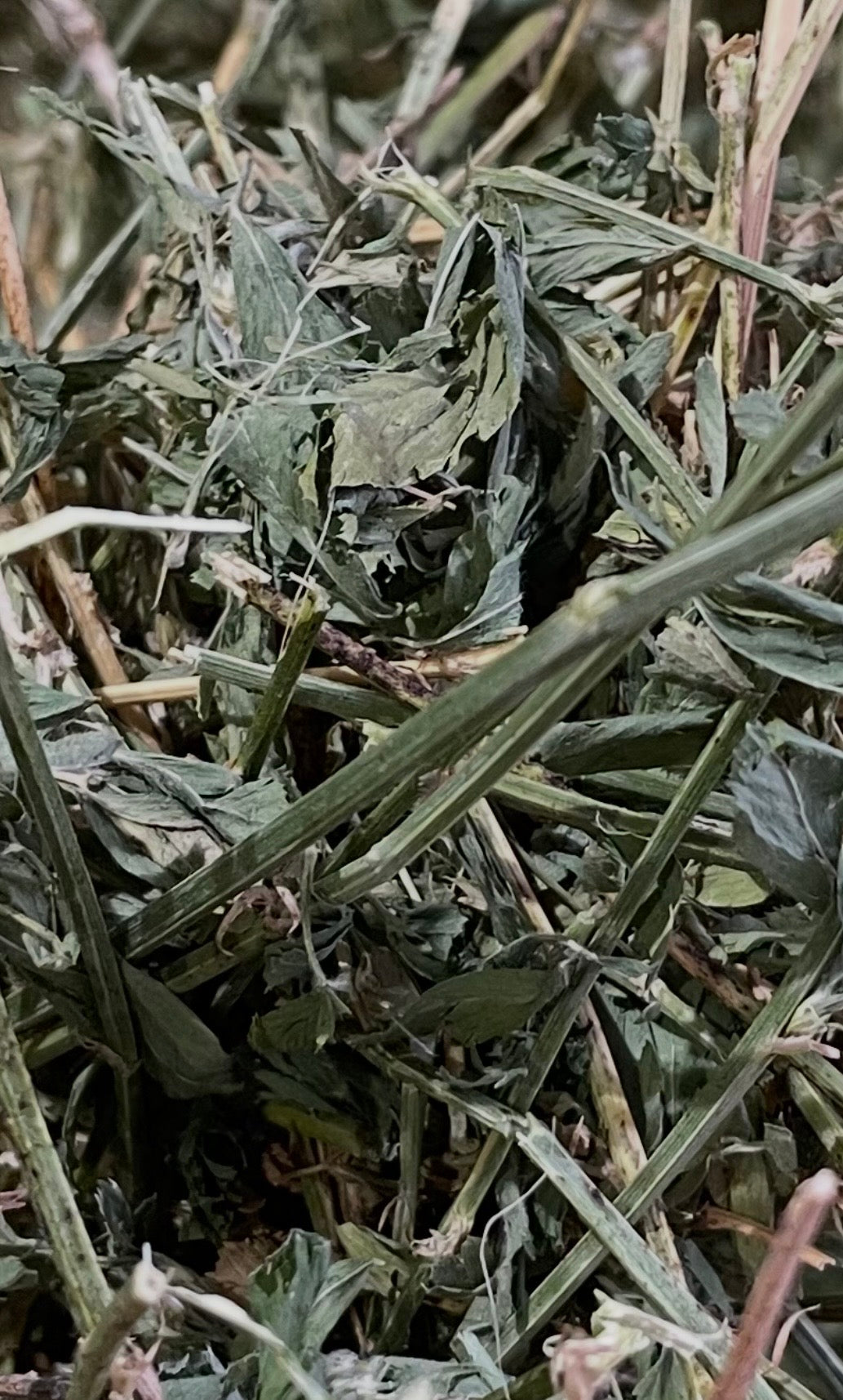 Lucerne Hay