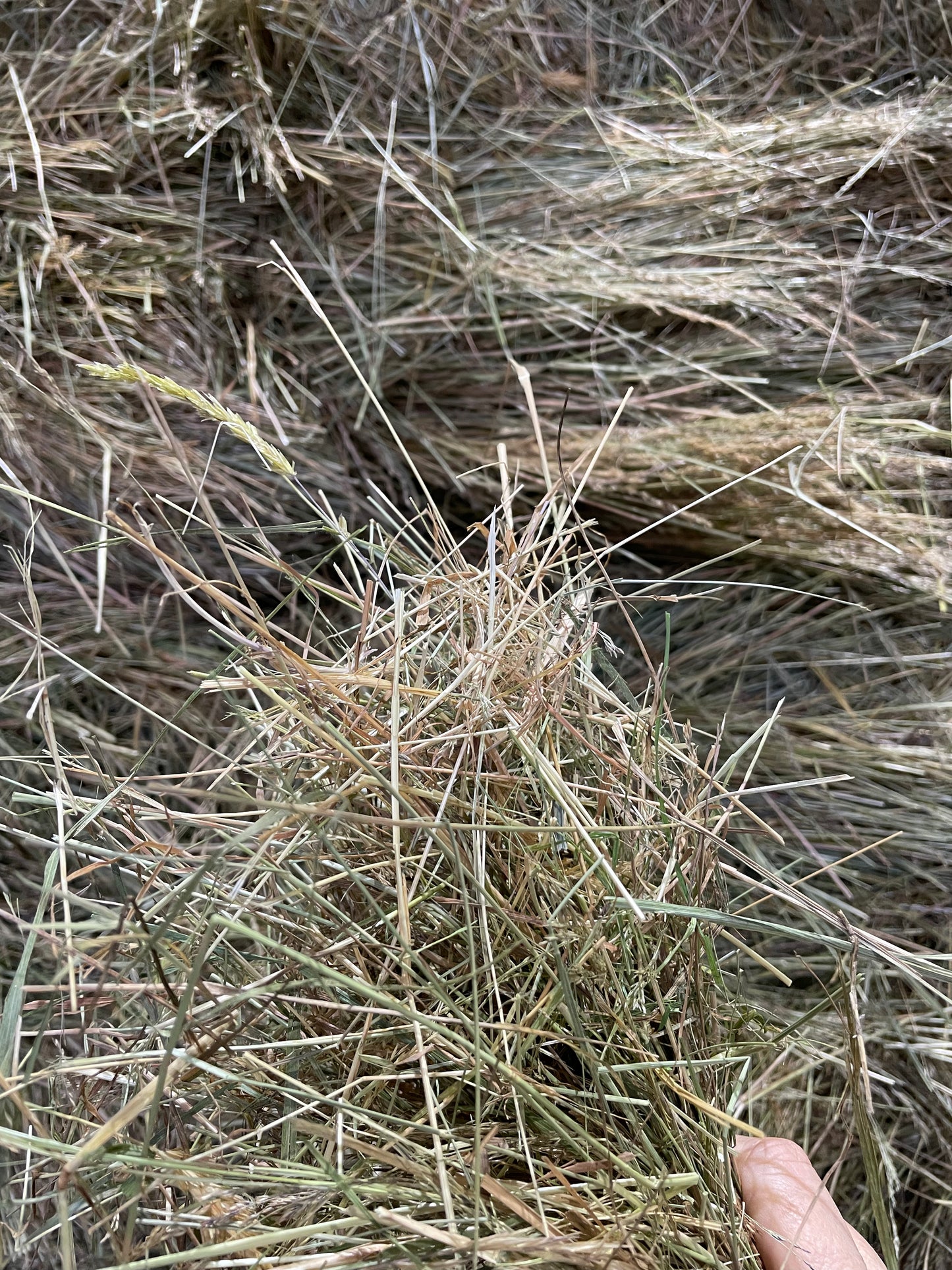 Low Sugar Hay - Barron Pack