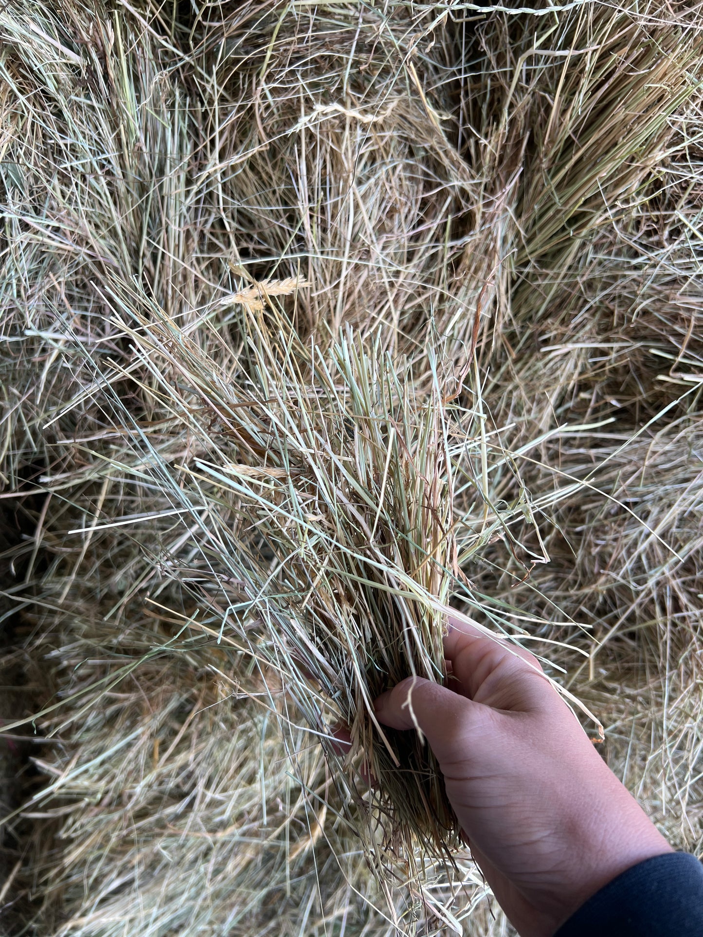 Low Sugar Hay Bale - With feed test