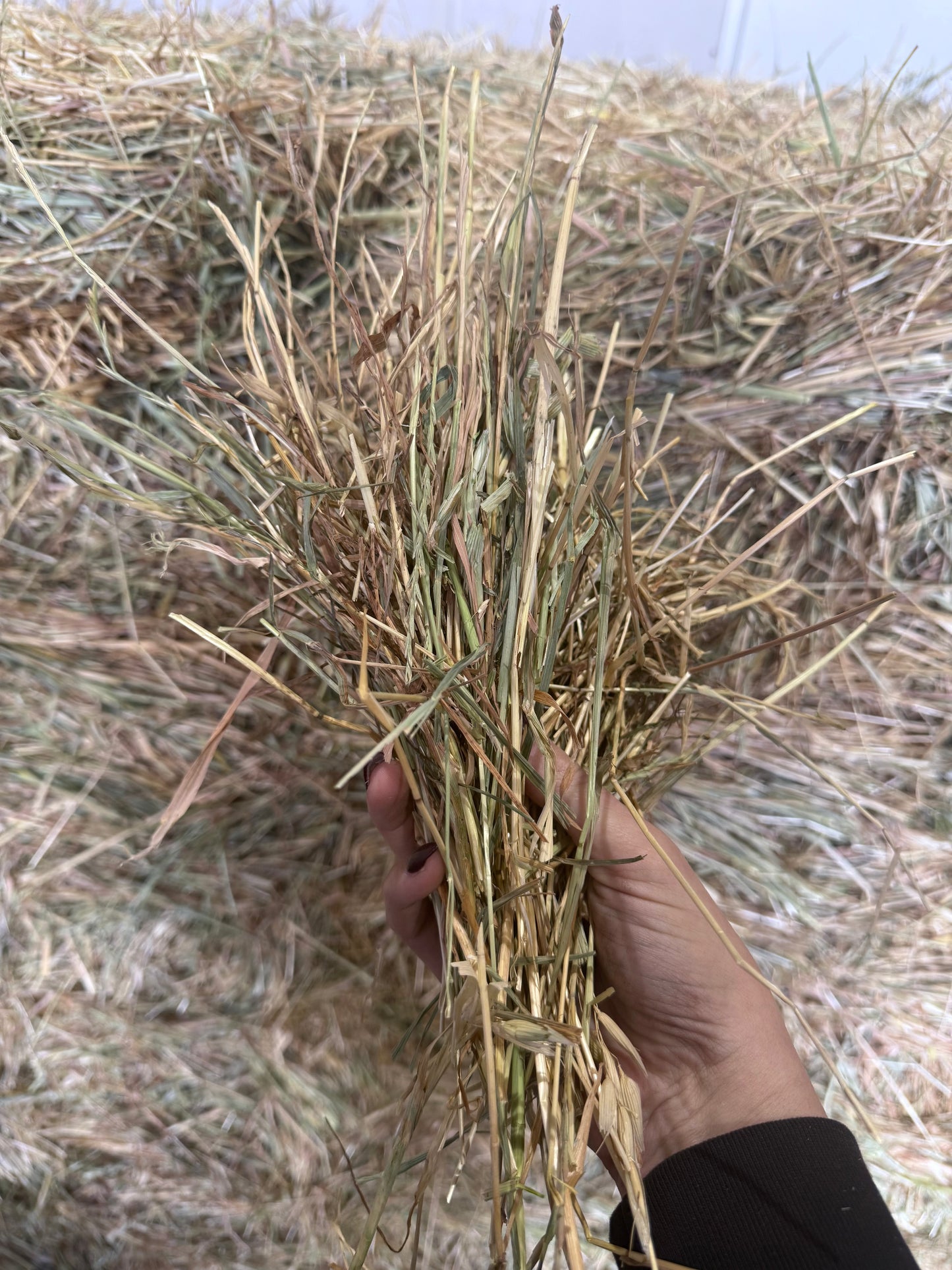Mixed Pasture Hay Blend