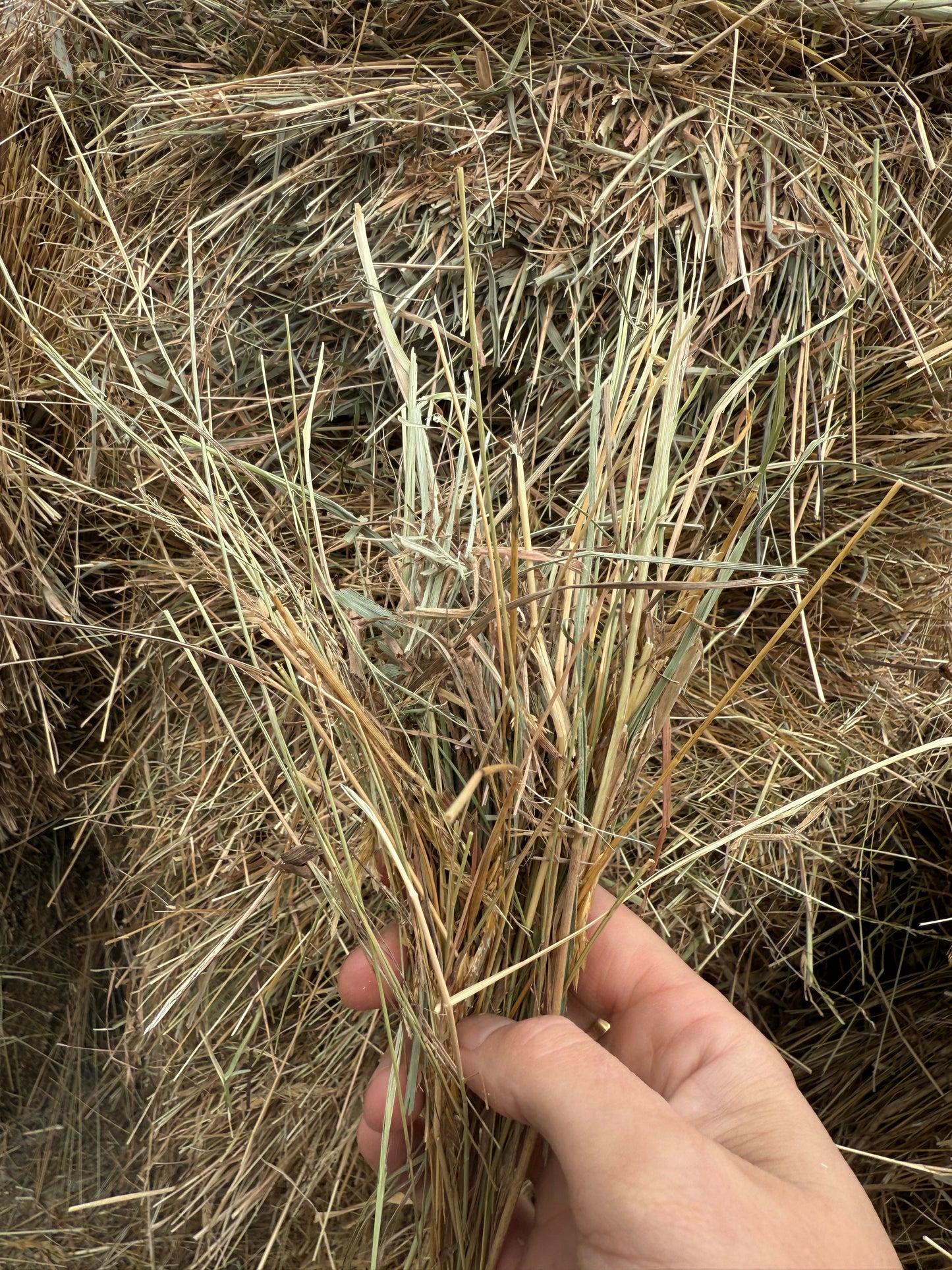 Low Sugar Hay - 6.9 % Feed test