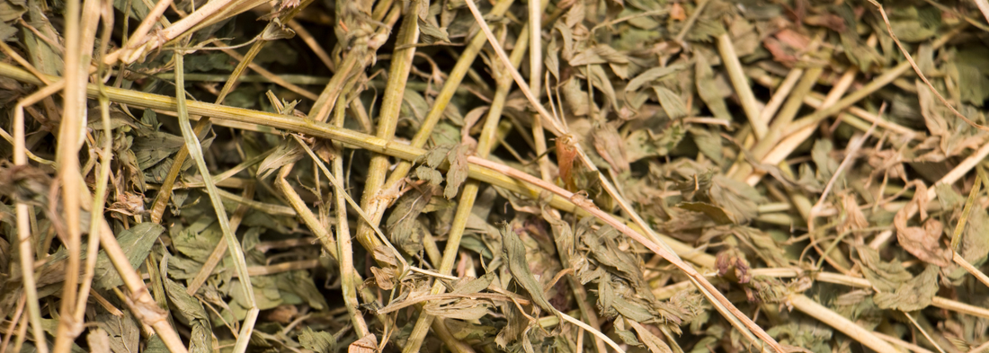 Does Sun Bleaching Cause Protein Loss in Lucerne Hay?