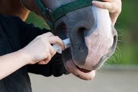 Autumn Worming Starts in Spring: Protecting Horses in Australia