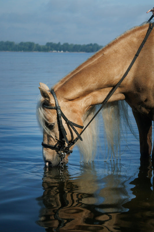💧🐴 Is Your Horse Drinking Enough? 🐴💧