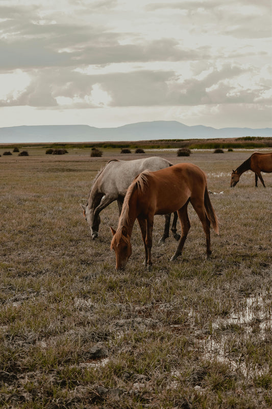 Feeding Horses Through Victoria’s driest Winter 🌞