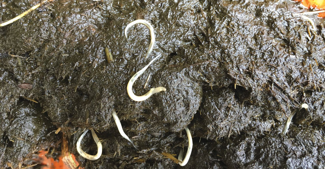 Pinworm in Horses: Symptoms and How to Test