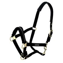 Horse Halter - Padded