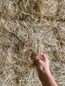 Pasture Hay