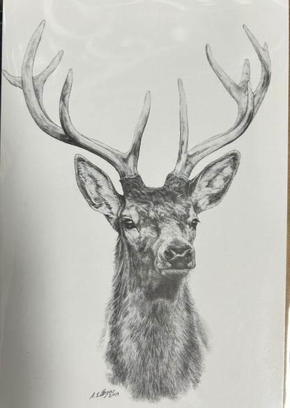 Greeting Cards