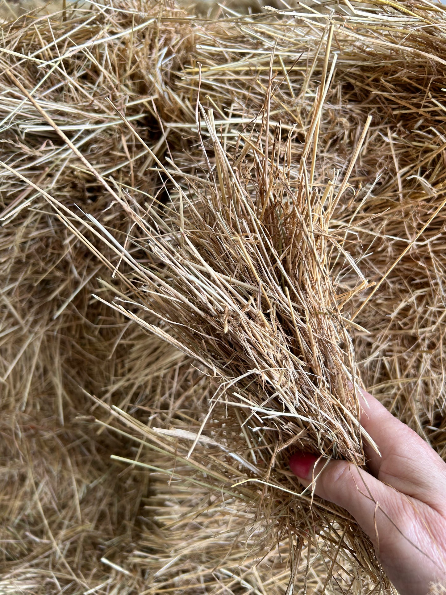Pasture Hay