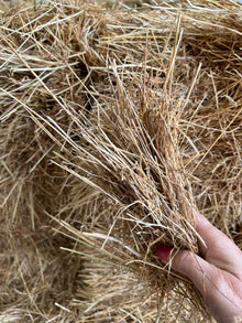 Pasture Hay