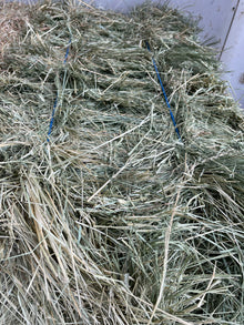 Teff Hay