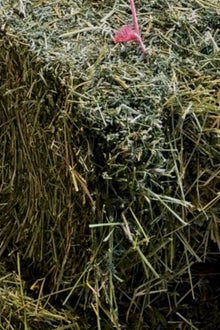 Lucerne Hay AAA