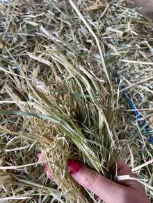 Rhodes Hay