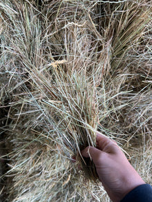 Low Sugar Hay Bale - With feed test