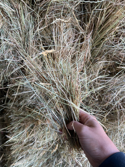Low Sugar Hay Bale - With feed test