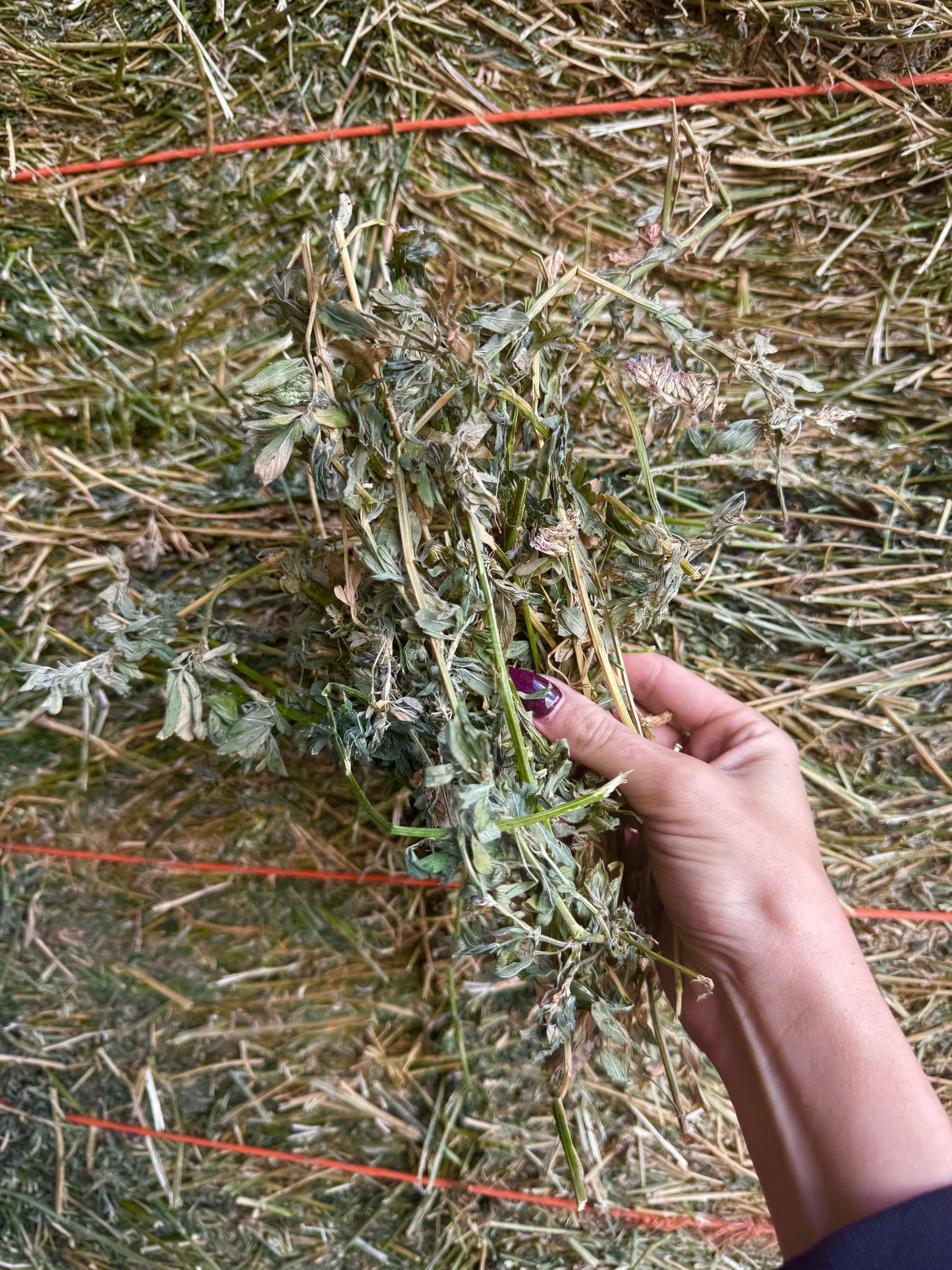Lucerne Hay AA Grade