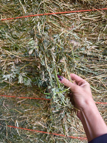 Lucerne Hay AA Grade