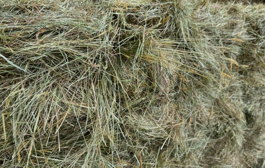 Low Sugar Hay Bale - With feed test