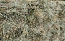 Low Sugar Hay Bale - With feed test