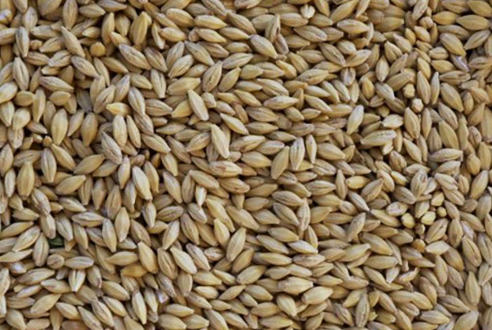 Hunters - Barley Whole