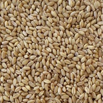 Hunters - Wheat Whole